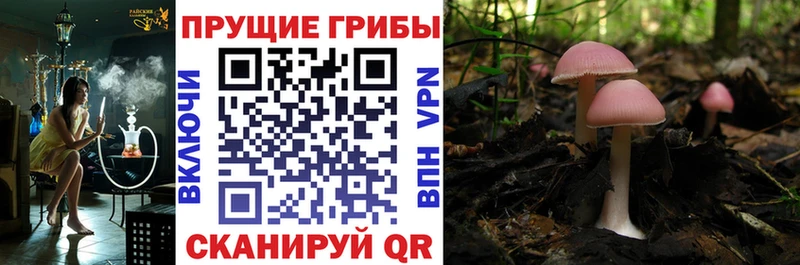 Псилоцибиновые грибы Psilocybine cubensis Пудож